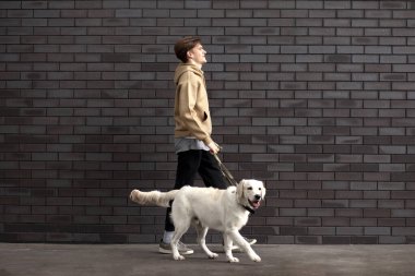 Duvarın arkasında köpekle yürüyen genç bir adam, av köpeğini gezdiren bir adam, kopyalama alanı.