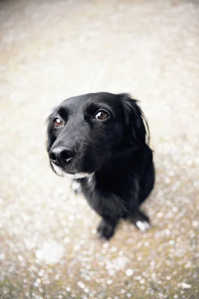 Perro negro, animal de compañía dulce y lindo —  Fotos de Stock