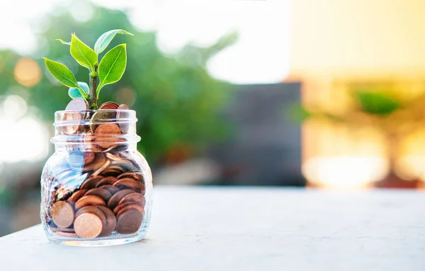 Plant in money grows up — Stock Photo, Image