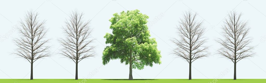 Trees with and without leaves, 3d render illustration
