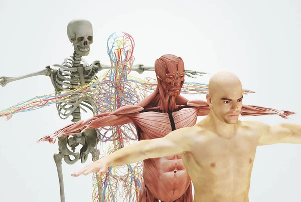 Mänskliga Kroppen Från Ben Till Huden Render Illustration — Stockfoto