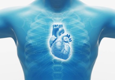 İnsan kalbi. İç Organlar Anatomisi, 3D görüntüleme