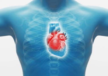 İnsan kalbi. İç Organlar Anatomisi, 3D görüntüleme