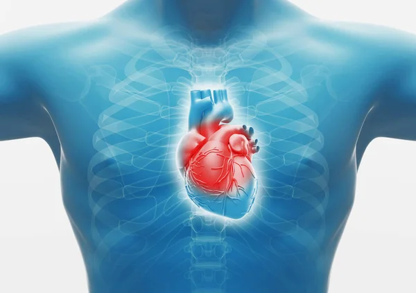 Human heart. Internal Organs Anatomy, 3D rendering