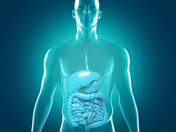 Ludzki układ pokarmowy anatomia, 3d ilustracja renderowania — Zdjęcie stockowe