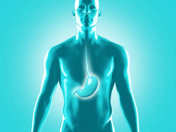 Human digestive system anatomy, 3D rendering illustration — Stock Photo, Image