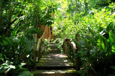 Saklı vadi (Filipinler) ormanında bir bambu ve ahşap patika yol. Palmiye ağaçları burada sık yetişir. Yeşil ve güneşli bir yaz günü. Kalın ağaç gövdesi yeşillikler arasında görünür..