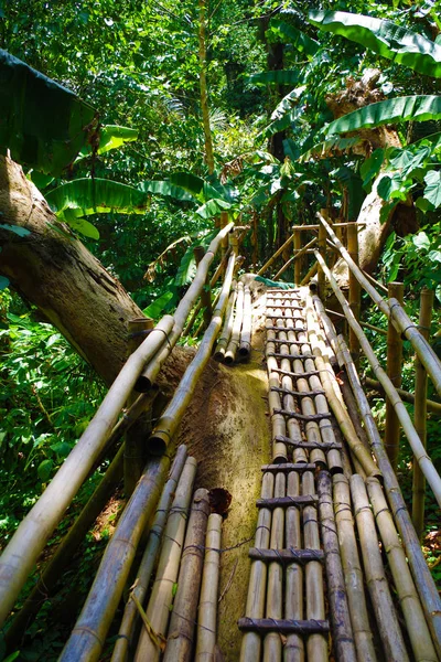 A narrow bamboo path through the jungle of the hidden valley (Philippines). Palm trees grow thick here. It\'s a green and sunny summer day. Tree trunk is growing right through the bridge.