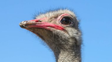 Mesafe içine bakarak devekuşu.