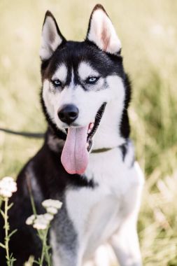 Siyah ve beyaz Sibirya husky arka planda göl ve orman Dağı'nda oturuyor. Doğal manzara arka üstünde belgili tanımlık köpek.