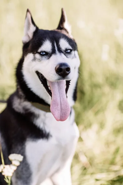 Black and white Siberian husky sitting on a mountain on the background of lakes and forests. The dog on the background of natural landscape. — Stock Photo, Image