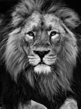 Asiatic lion portrait in black and white clipart