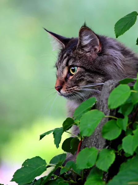 Norwegische Waldkatze — Stockfoto