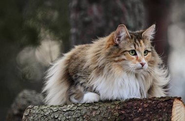 Norveçli orman kedi kadın
