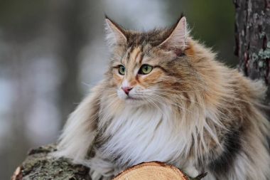 Dişi kedi zaman ormanda harcıyor.