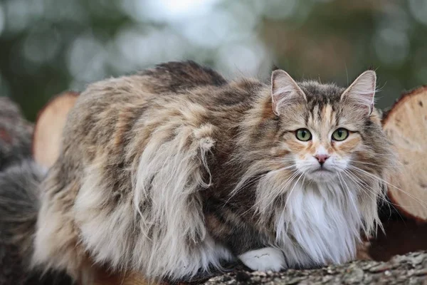 Gatto femmina trascorre del tempo nella foresta — Foto Stock
