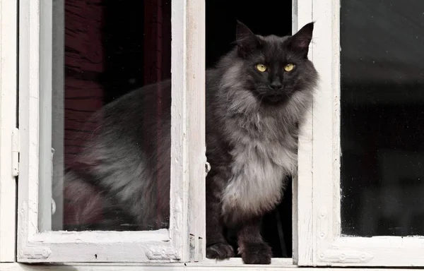 Samica kot patrząc z okna — Zdjęcie stockowe
