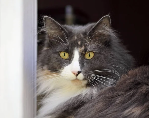 Женщина-кошка смотрит в окно — стоковое фото