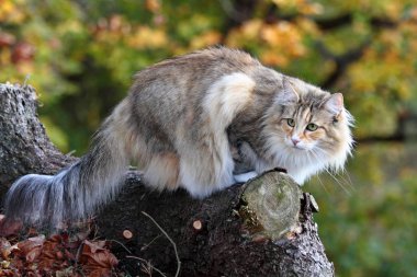 Norveçli orman kedi kadın ormanda