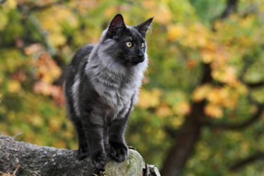 Genç Norveçli orman kedi erkek ormanda