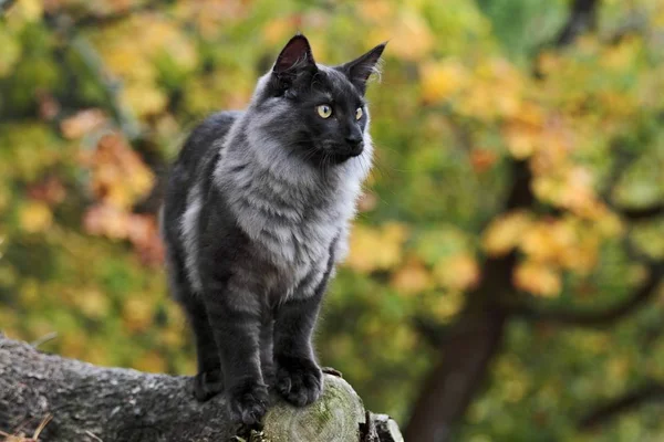 Young Norwegian Forest Cat Male Forest — Stock Photo, Image