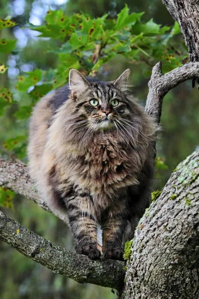 Gatto della foresta norvegese maschio — Foto Stock