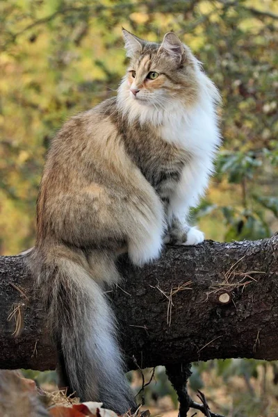 Norwegian forest cat female in the forest — Stock Photo, Image