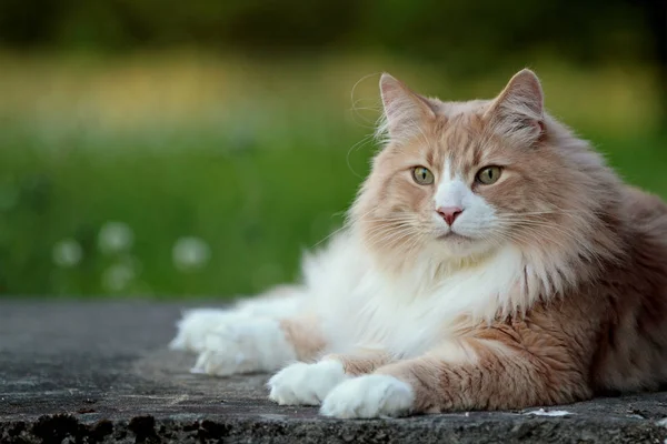 Stor Och Stark Norsk Skogs Katt Hane Vilar — Stockfoto