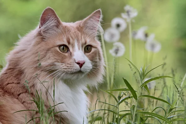 Norwegian Forest Cat Man Weide — Stockfoto