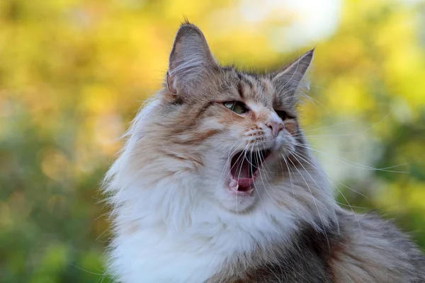 Norwegian Forest Cat Female Tired Yawning — Stock Photo, Image