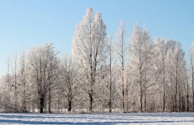 Soğuk gün kırsal kesimde. Ağaç ayaz.