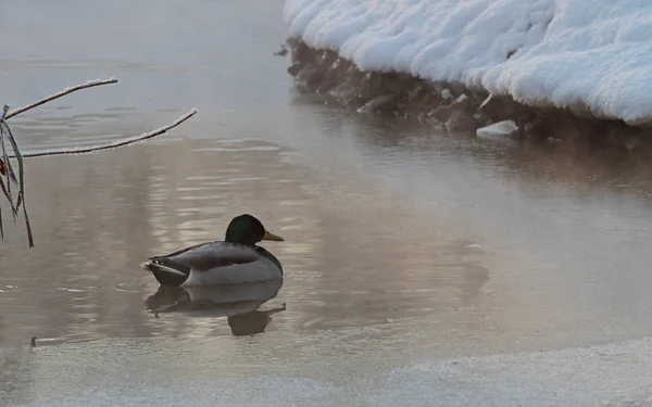 Mallard Macho Nadando Estanque Brumoso Frío — Foto de Stock