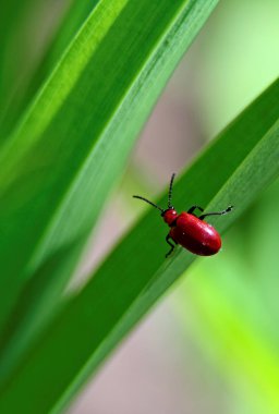 Lily ile kırmızı ve güzel kırmızı lily böceği yapraklar