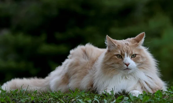 Norwegian Forest Cat Man Rusten Schaduw Een Warme Dag — Stockfoto