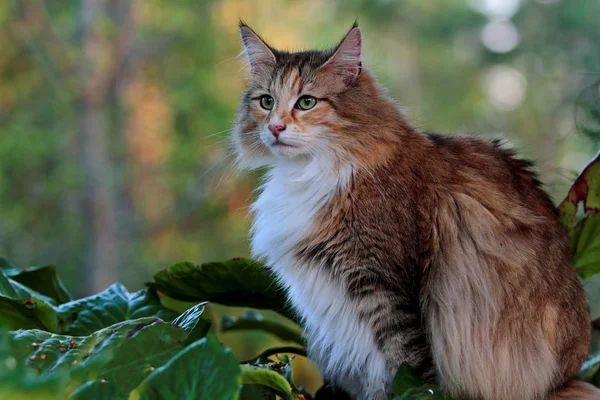 Açık Havada Oturma Norveçli Orman Kedi Kadın — Stok fotoğraf