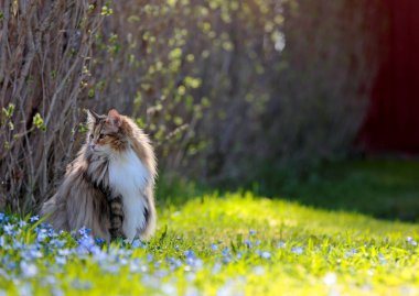 Norveçli orman kedi dişi mavi güzel scillas ile