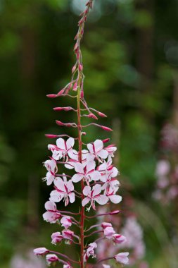 Pembe söğüt otu ya da filizlenen yabani otlar. 