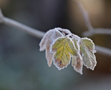 Soğuk bir kış gününde sabah ışığında donmuş bir yaprak