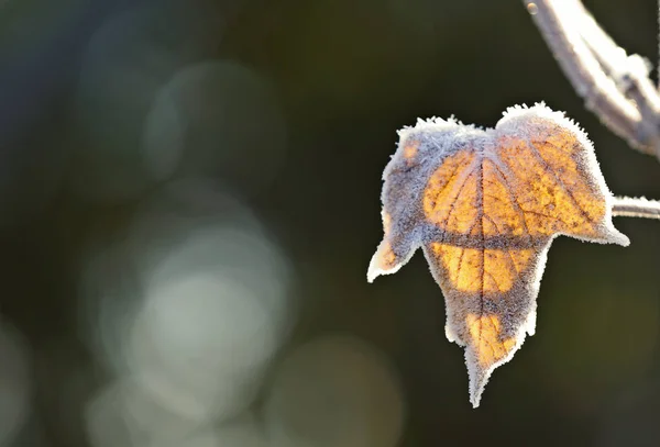 Ein gefrorenes Blatt gegen das Morgenlicht an einem kalten Wintertag — Stockfoto