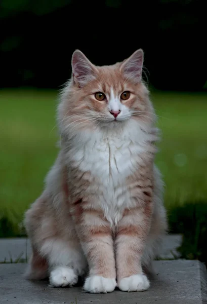 Sweet Norwegian Forest Cat Kitten Sitting Garden Viewing His Own — Stock Photo, Image