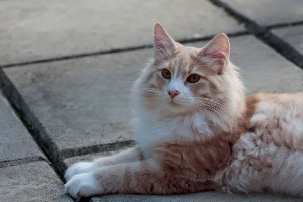 Norweski Leśny Kot Samiec Kotek Jest Spoczywa Płytki Zewnątrz — Zdjęcie stockowe