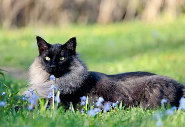 Gato Del Bosque Noruego Descansando Jardín Entre Hermosas Flores Azules —  Fotos de Stock