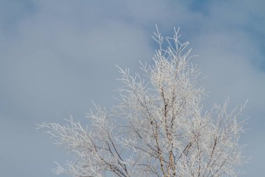 Mavi kış göğüne karşı soğuk bir ağaç tepesi