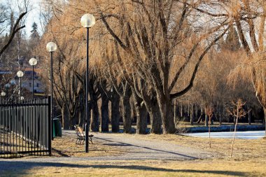 Baharın başında büyük çıplak söğüt ağaçları. 