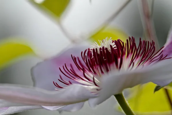 Una bella clematide rosa che sboccia — Foto Stock