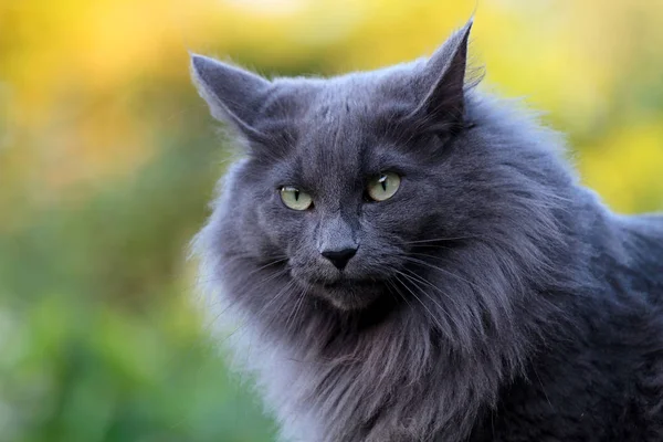 A portrait of a beautiful blue norwegian forest cat — Stock Photo, Image