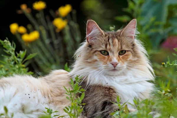 A beautiful female norwegian forest cat lying in grass — Stock Photo, Image