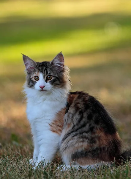 Een prachtig vier maanden oud Noors bos kat katje zit — Stockfoto