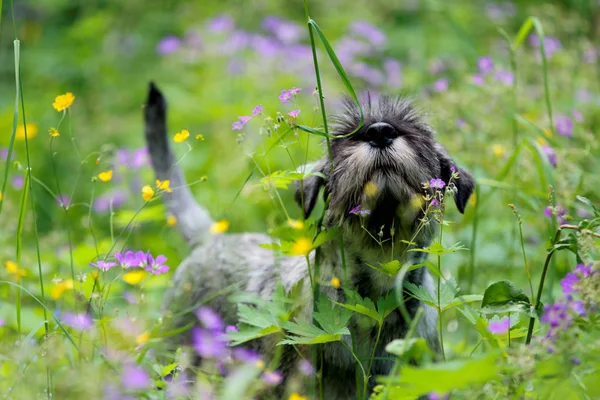 Un lindo cachorro schnautzer olfateando flores moradas y amarillas —  Fotos de Stock