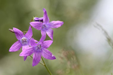 Mor yayılan çan çiçeği (Campanula patula)